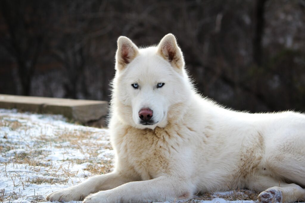 A Look into the Husky's Stunning Coat Variations and Unique Markings ...