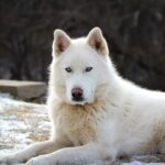 Coat Variations and Unique Markings In huskies